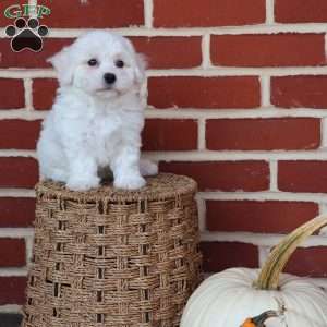 Bunny, Bichon Frise Puppy